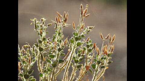 Mountain herbs