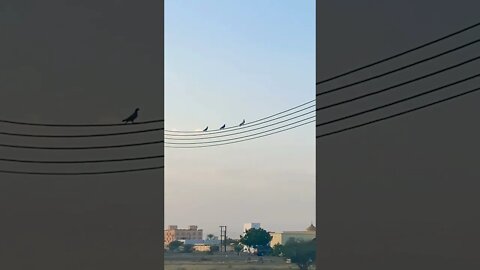 Walk time fun#subscribe #short #lifeinoman #beautiful #nature #naturephotography #birds