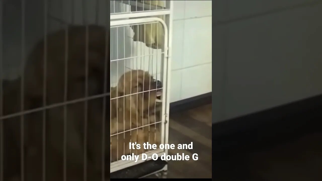 It's the one and only D-O double G #shorts