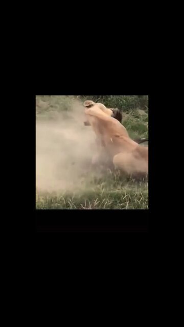 Selva e o Extinto Animal! #shorts