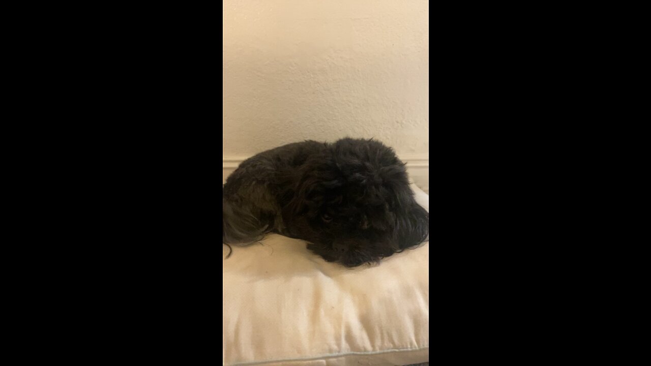 Loki first Video