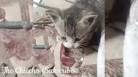 cute kittens 😸 playing together Soo Cute😻😻😻