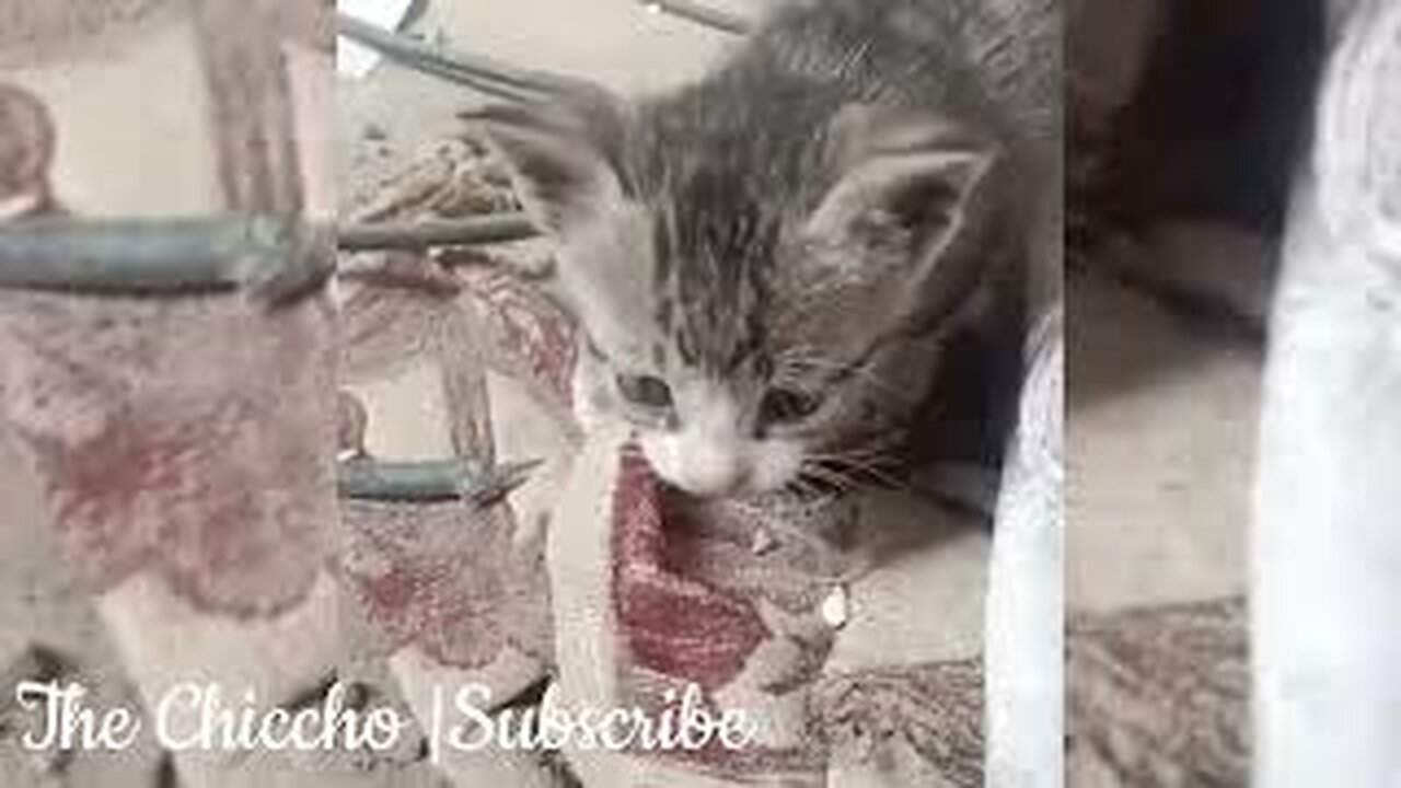 cute kittens 😸 playing together Soo Cute😻😻😻