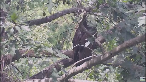 Hays Eagles Juvenile H13 visits the nest 6 25 21 13:16