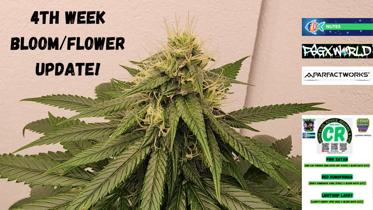 Prairie State Genetix Murder She Wrote Pack Medical Cannabis 4th week flower/bloom update video!!