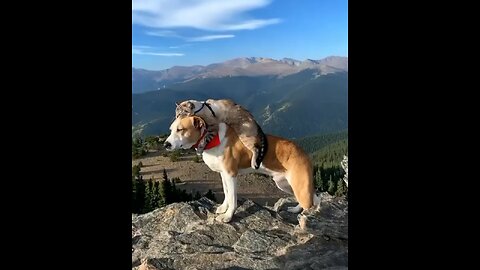 Love of dog and a car is lovely. #funnyanumals #funnydog #cutedogs #rumblevideo # funnycat #cutecat.