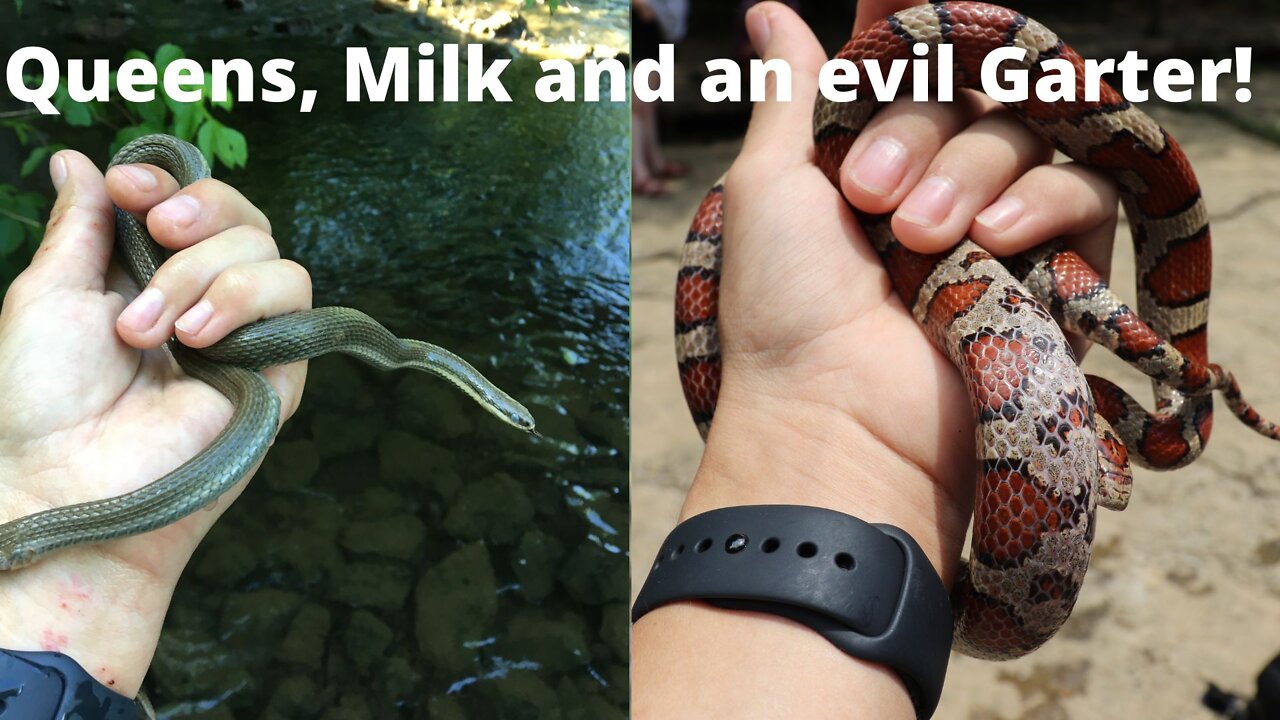 Queensnakes and Milksnake! 2022 Herping!