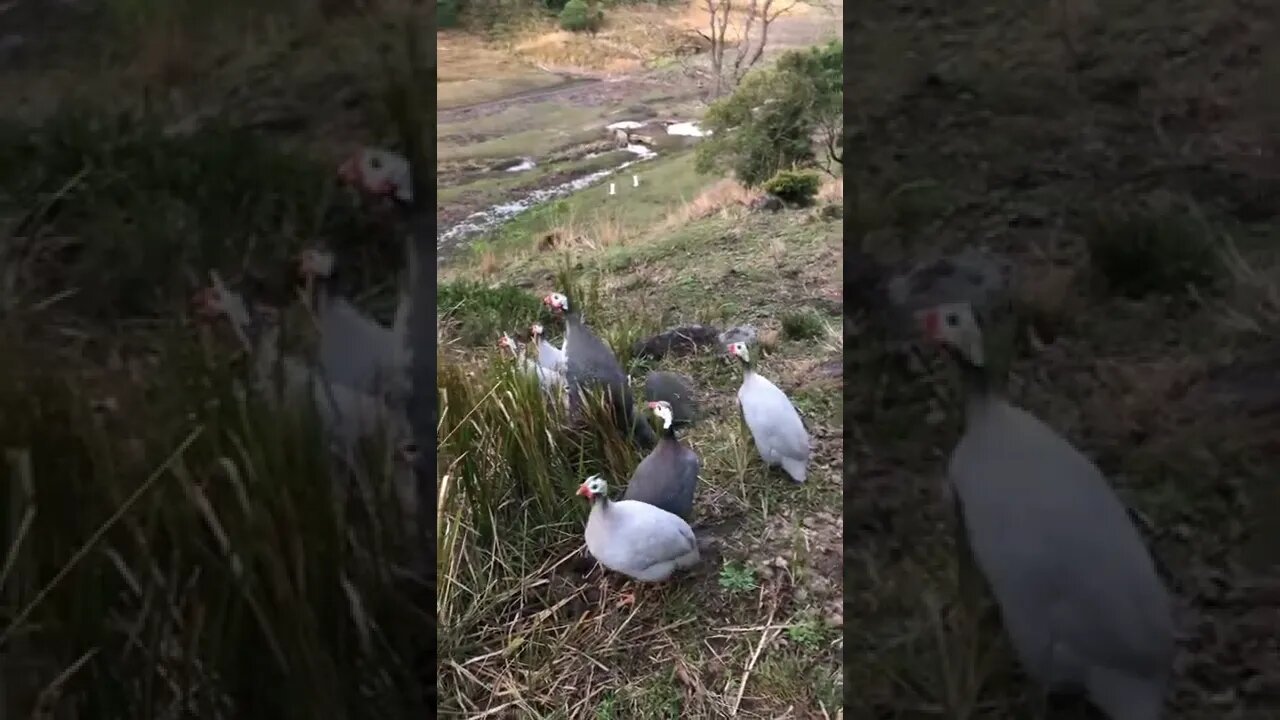 Took guinea fowl and geese for a walk. Trying to get guinea fowl to roost in the trees