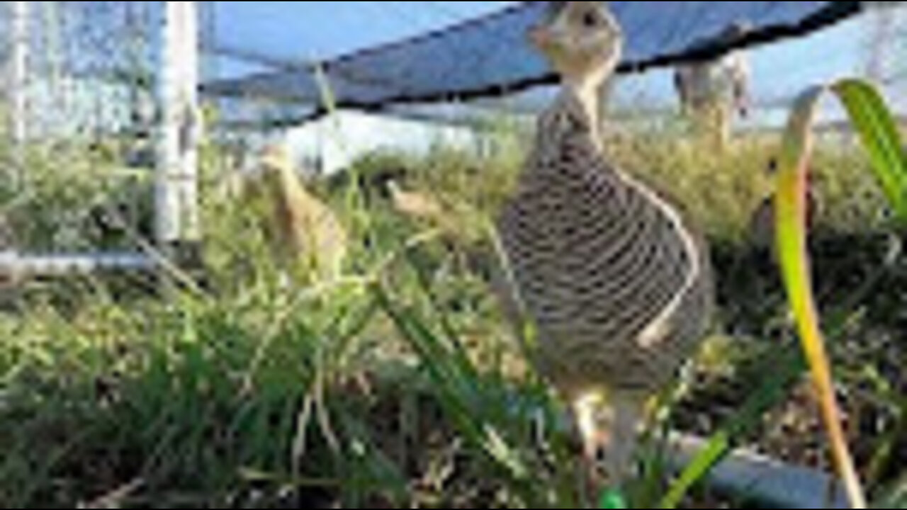 Attwater's Prairie Chicken Reintroduction Program