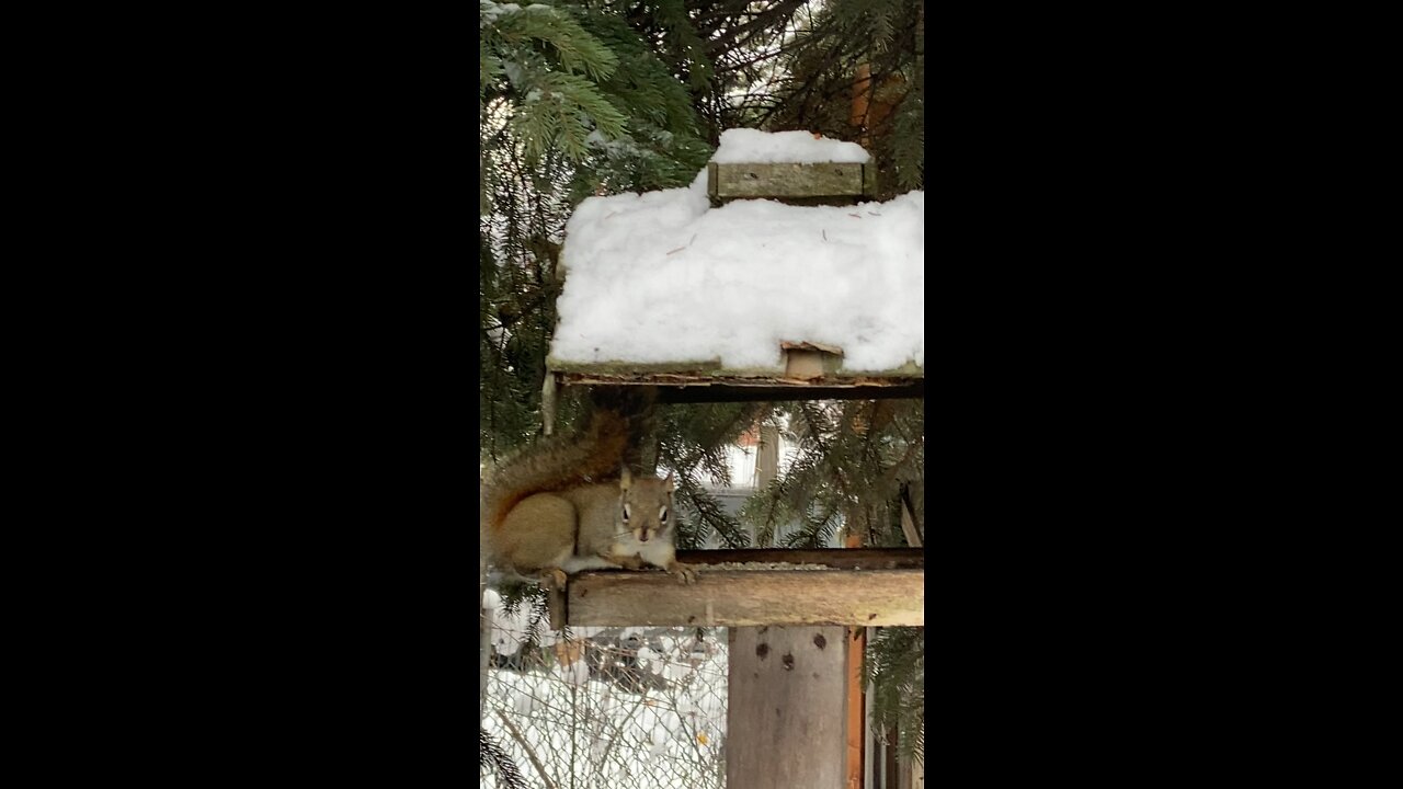 Squirrel and Nuthatch