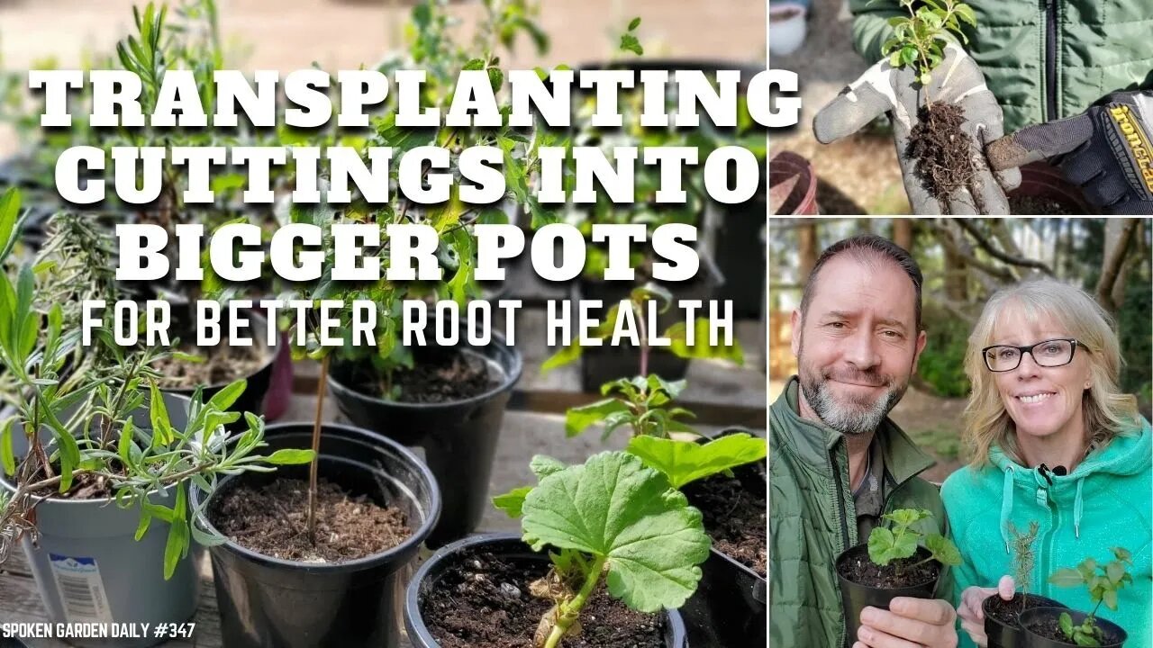 🌿 When to Transplant Rooted Cuttings + Giveaway Announcement (Yay!) - SGD 347 🌿