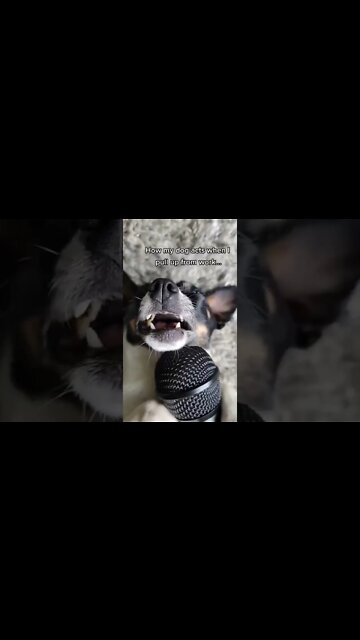 Anyone else’s dog put on a full performance when you get home?