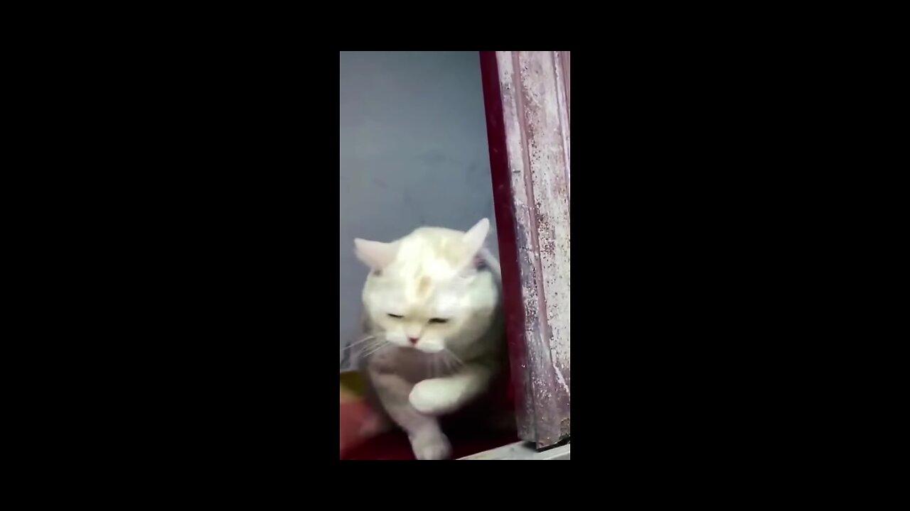 Viral funny cute cats and dogs you should must watch this🤣🤣😂