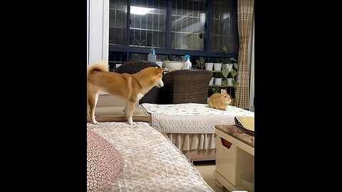 Wait For End 🤣😱/ Rabbit 🐇 Vs Dog 🐕