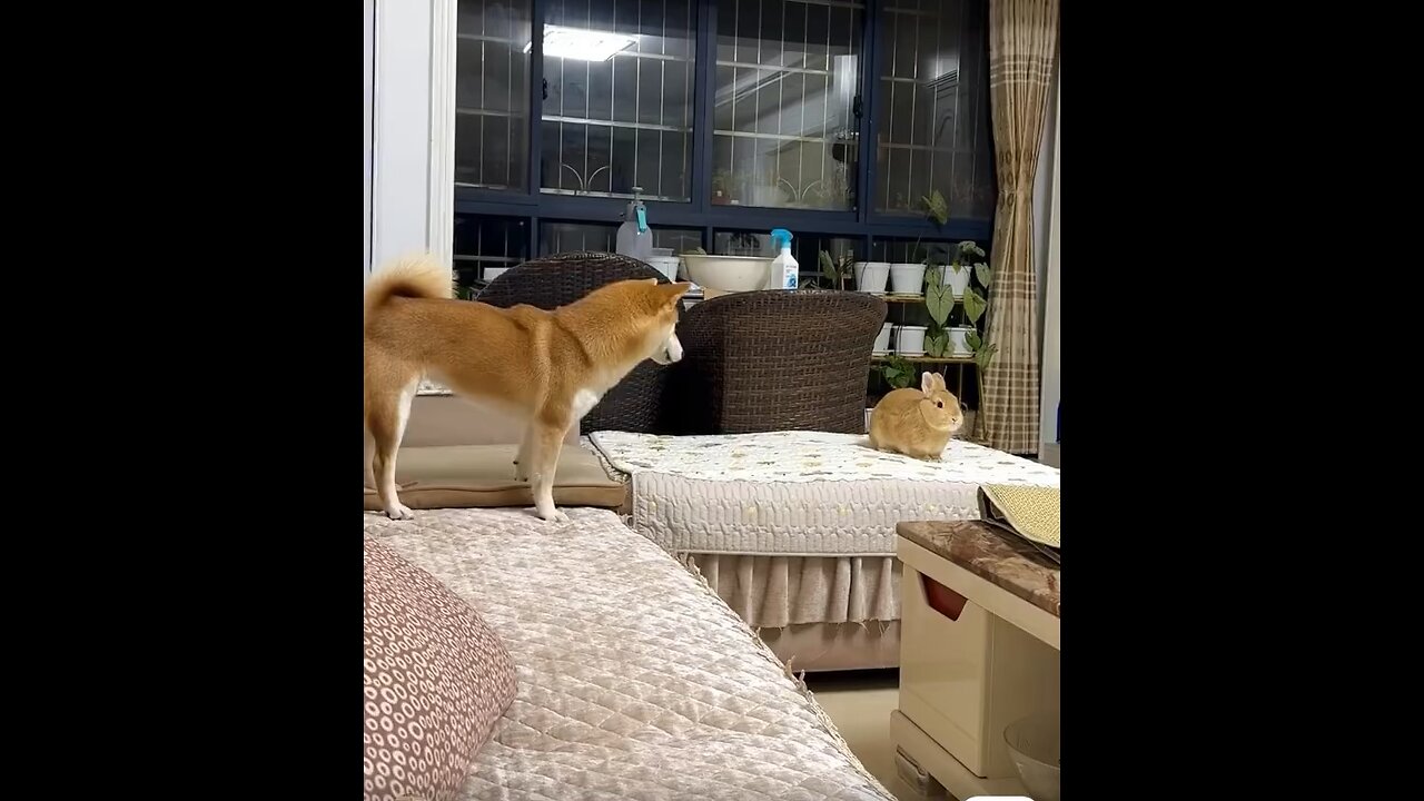 Wait For End 🤣😱/ Rabbit 🐇 Vs Dog 🐕