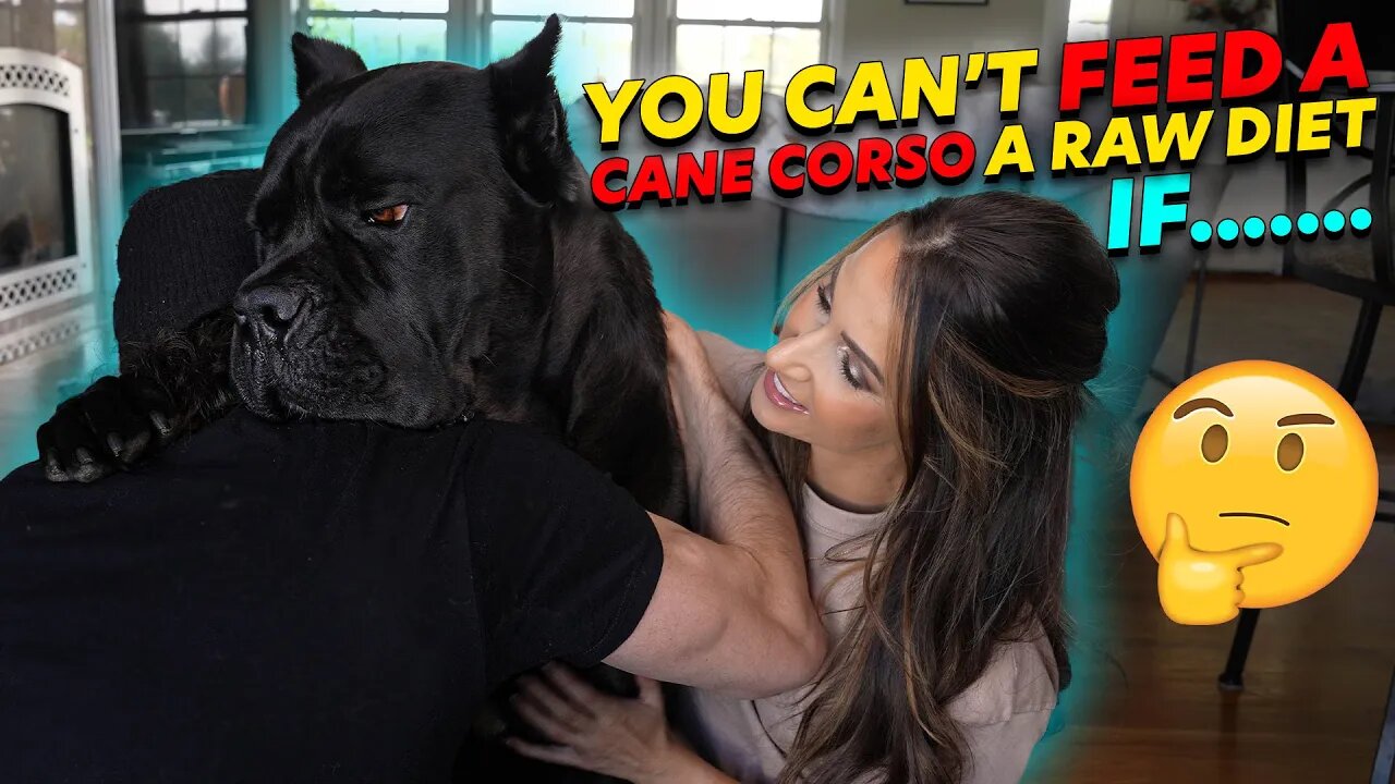 Why You Can't Feed RAW To a Cane Corso