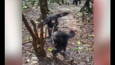 VIDEO: Chimpanzees seen hugging each other like this