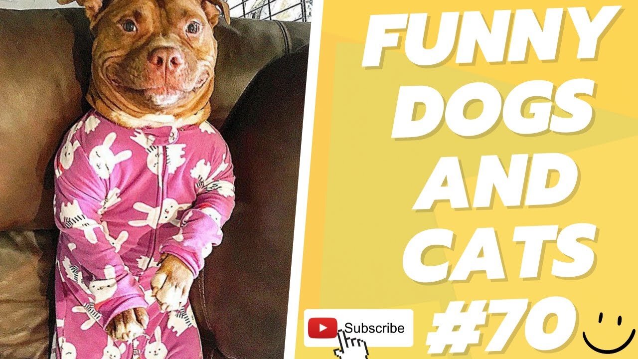 funny dogs and cats short