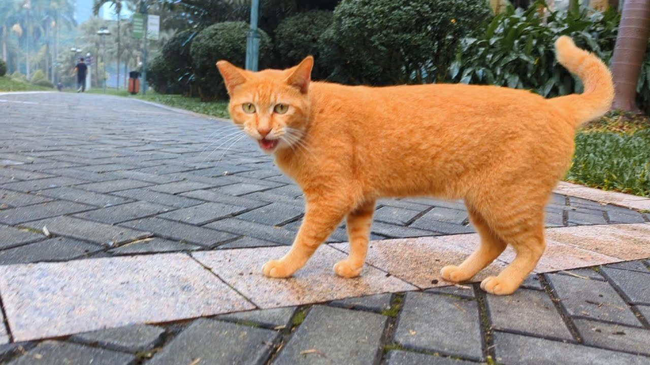 A chatty orange cat