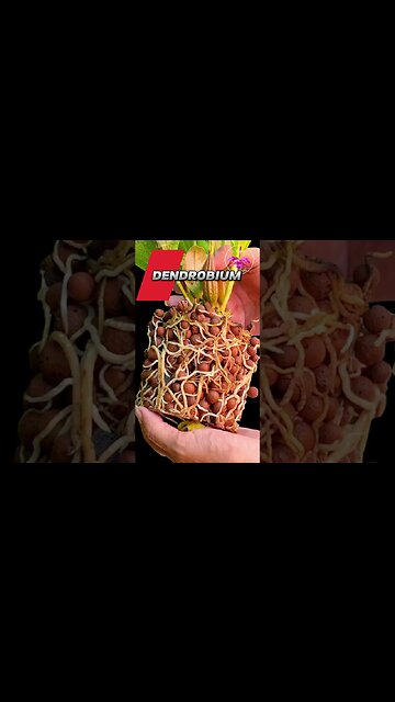 🤷🏼‍♀️ DOUBTS?🤔 ROOT Growth! Grow Orchids in Semi Hyrdroponics! #ninjaorchids #semihydro #shorts