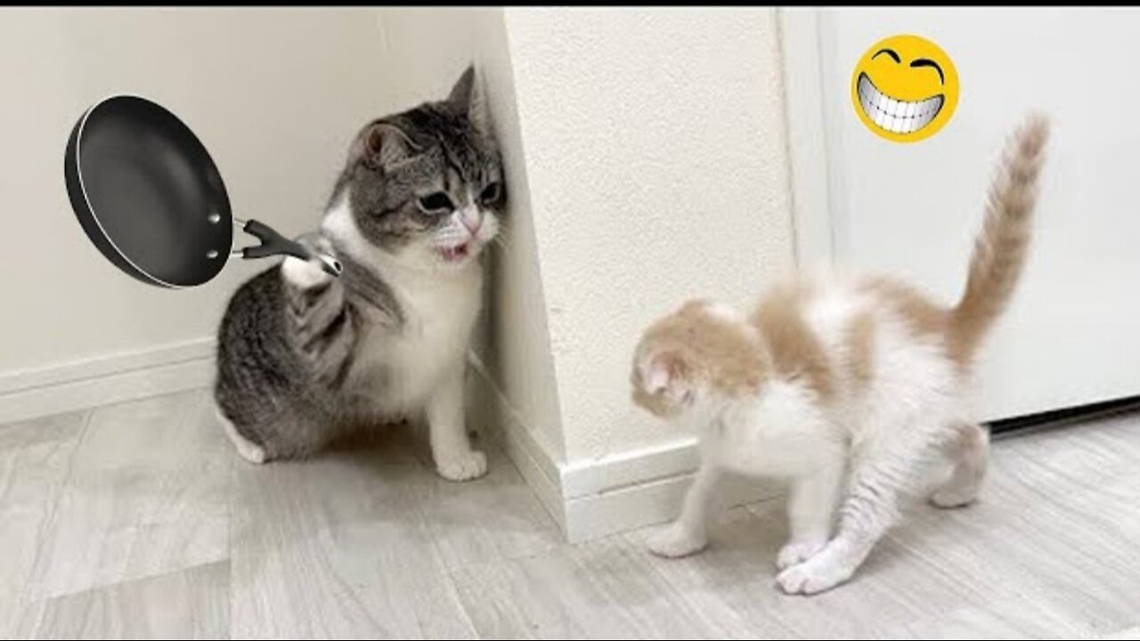 Paws and Claws Comedy: Hilarious Dog and Cat Shenanigans!