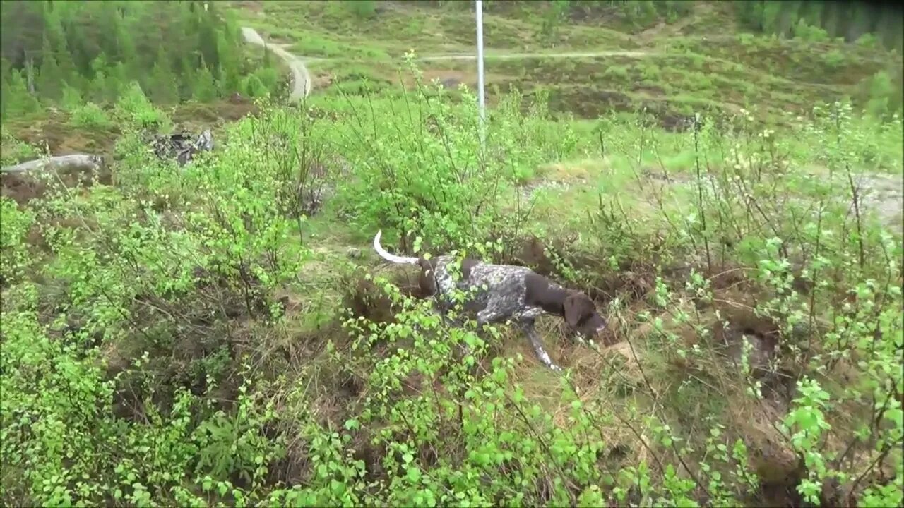 Fjallatinda 10 år. 04.06.2022