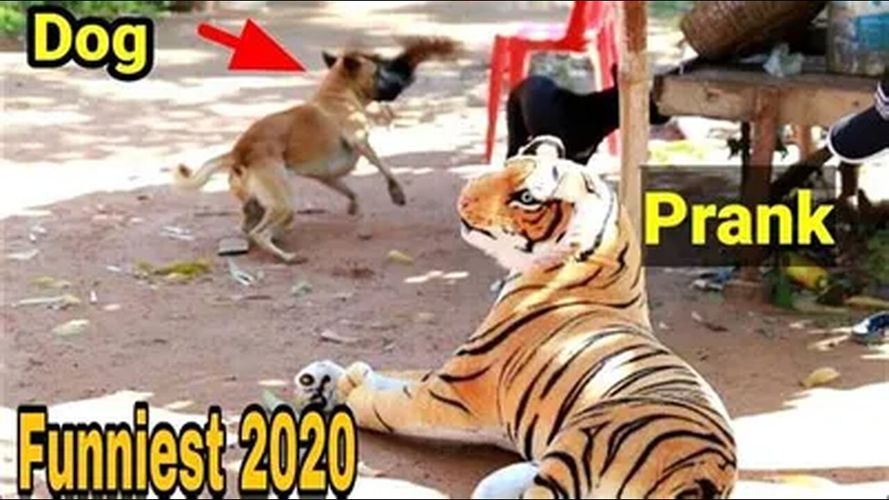 Troll Prank Dog Funny & fake Lion and Fake Tiger Prank To dog & Huge Box Prank to dog