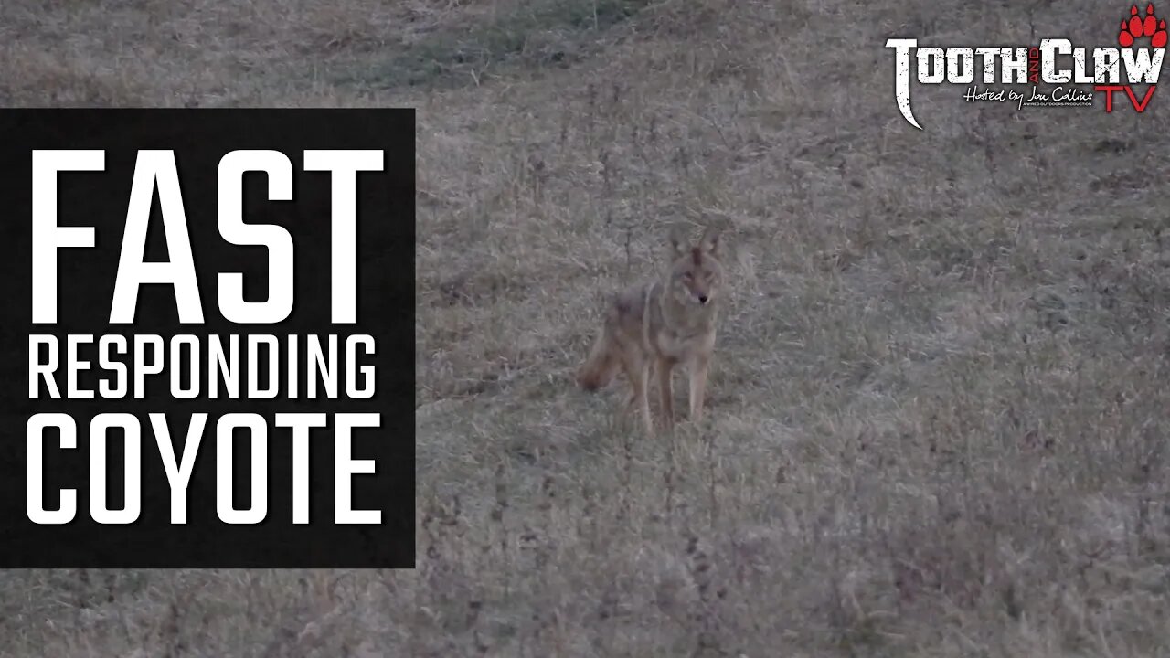 Fast Responding Coyote - Coyote Hunting