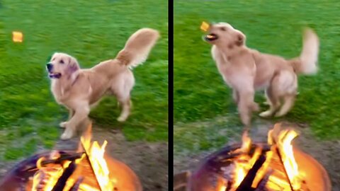 Dog that Loves to Eat Fire