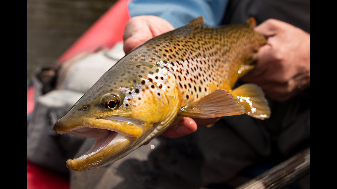 Fly Fishing the West Branch of the Delaware River - Stilesville to Dreamcatcher