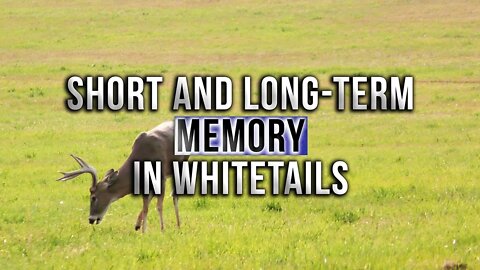 Short and Long-Term Memory in Deer