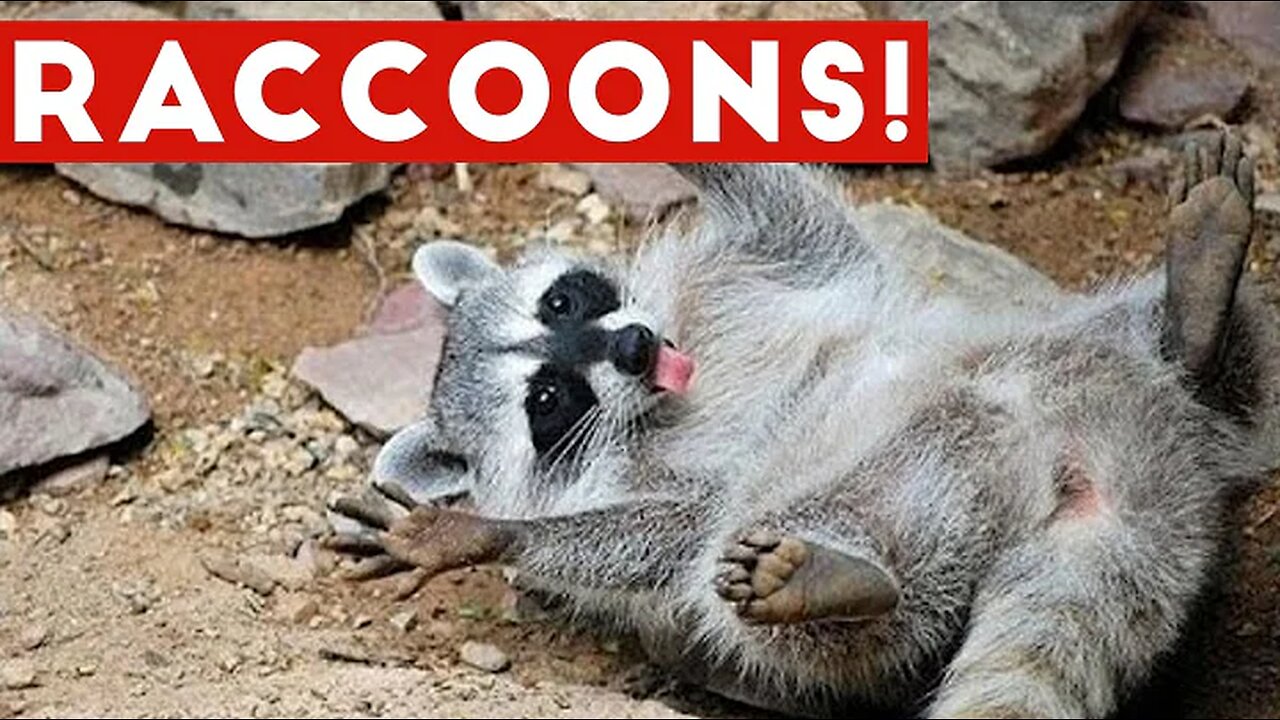 Funniest Raccoon Video Compilation of 2017 | Funny Pet Videos