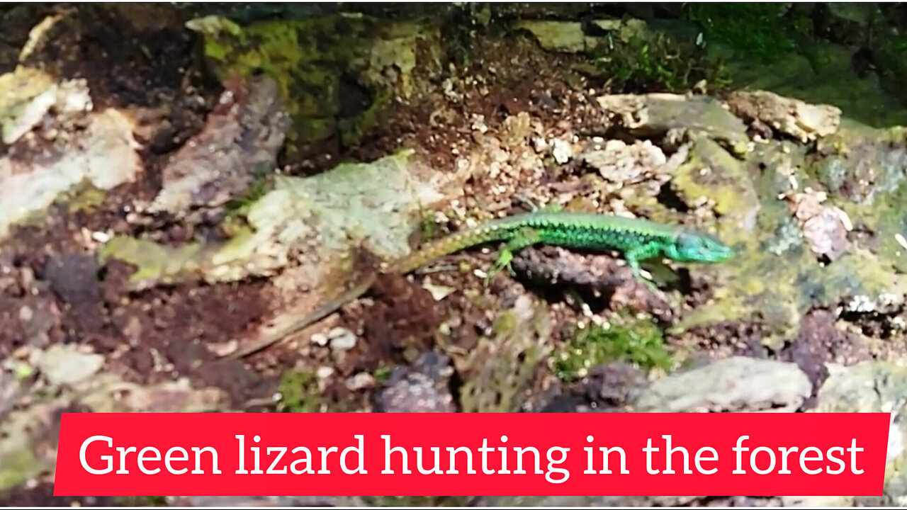 Green lizard hunting in the forest