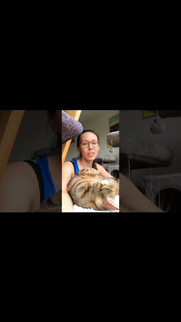 Benefits of feeding your cat whole prey #jesscaticles #shorts