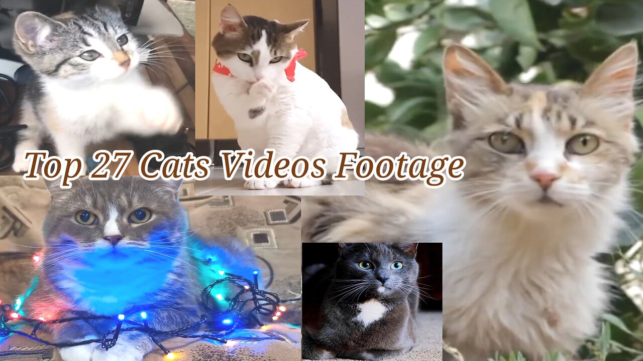 Top 27 Cats Videos Footage - Cat Videos Most Popular,