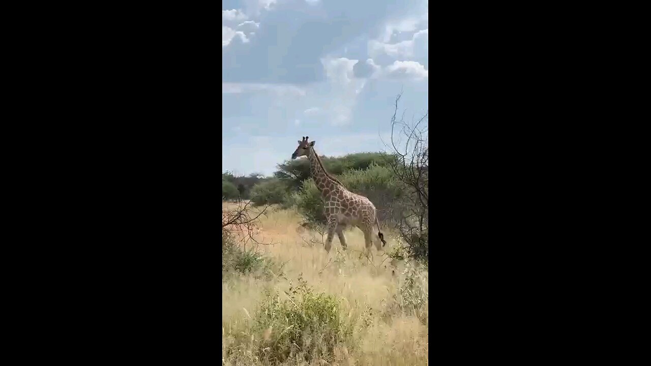 Would You Pet A Cheetah In Africa