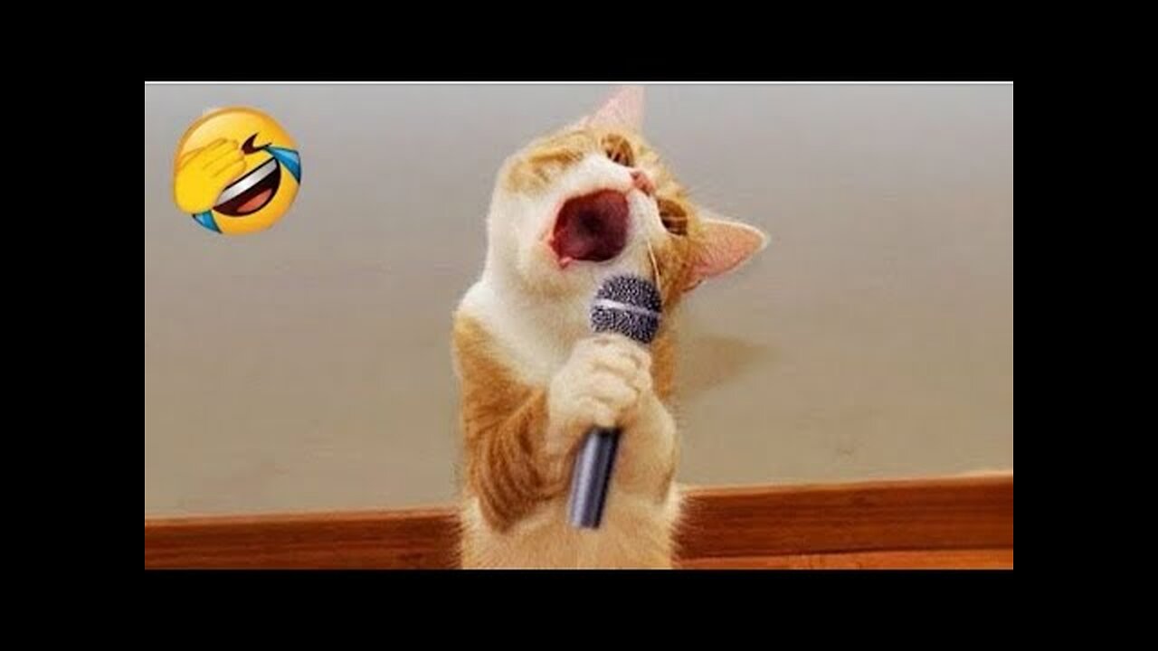 😹Daily Life Of Pets Is A Comedy🧡 | Funny Cats Viral Videos🥰 | Animals LOL Moments