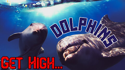 Something about Dolphins You Certainly Did NOT Know about!