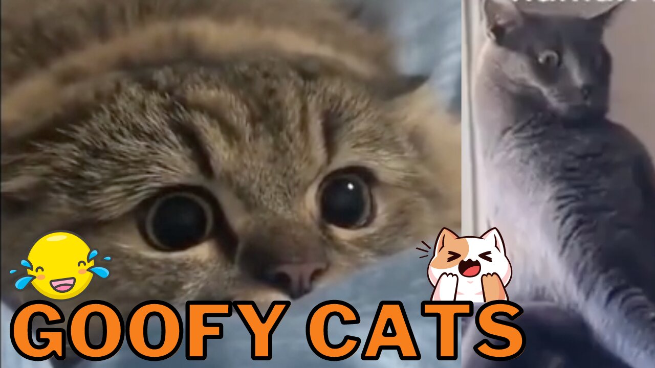 Goofy Cats Compilation Vol. 4 - Derpy Cats To Lighten Your Day and Make You Laugh