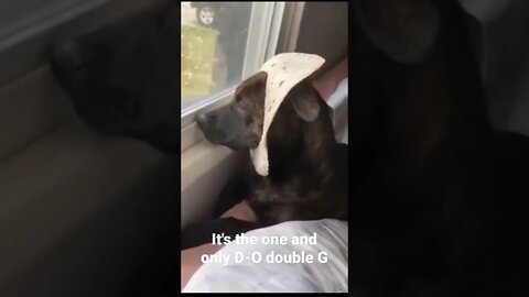 It's the one and only D-O double G #shorts