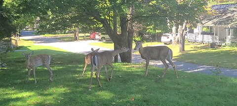 Mother deer nervous