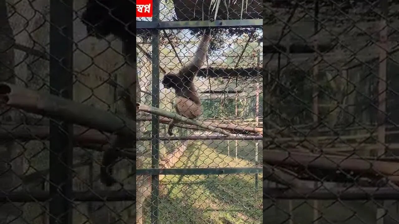 খাচা বন্দি জীবন আমার।
