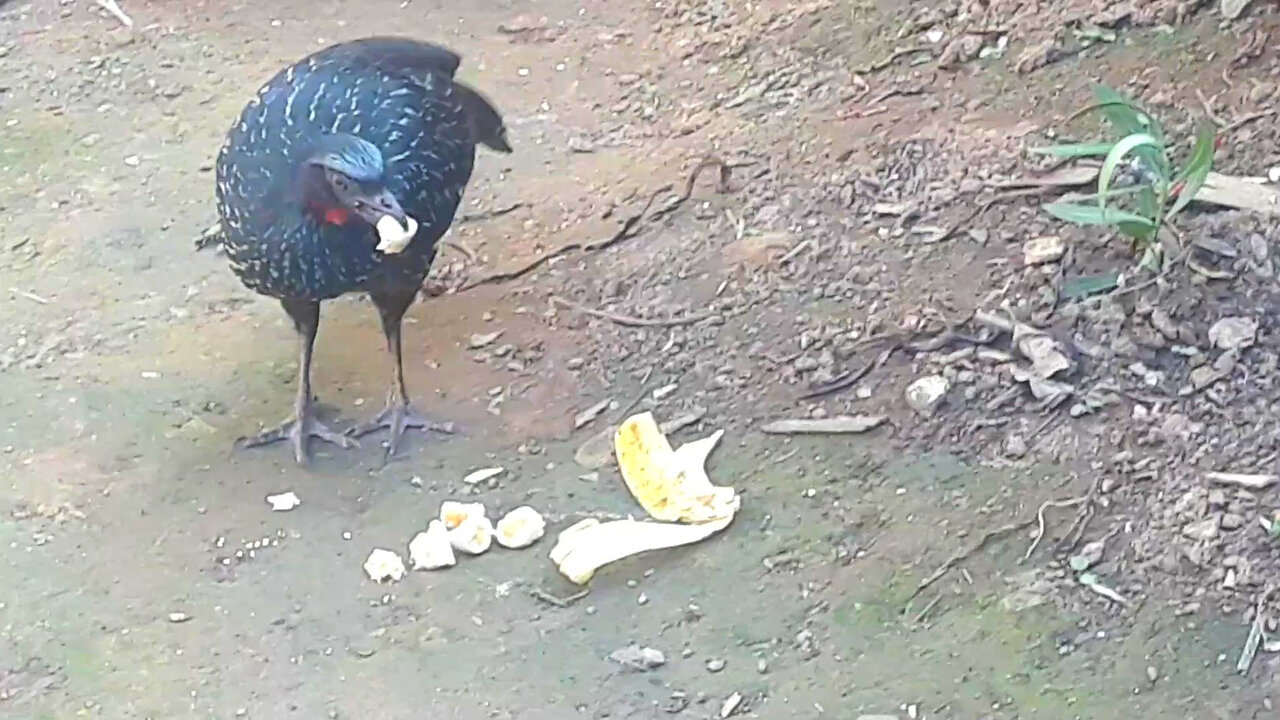 Jacu Deliciando-se com Bananas e Chamando o Parceiro para o Banquete!