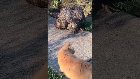 OMG Cat vs??Viral and Trending Shorts @1 Million Creation #shorts