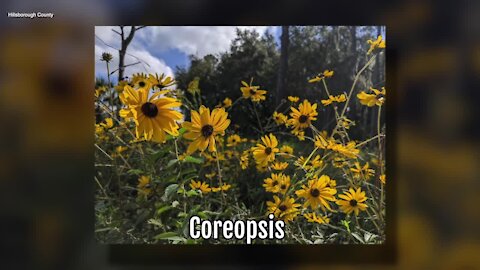 Coreopsis | Sarah's Walking Club Fall Scavenger Hunt