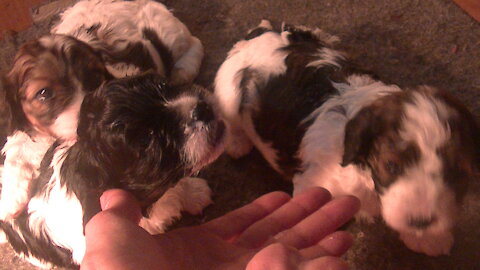 Feeding baby Cavapoo by hand is so cool..