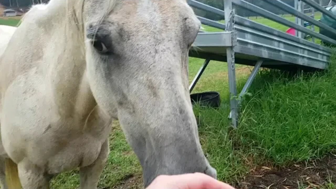 Managing pregnant horse with ticks