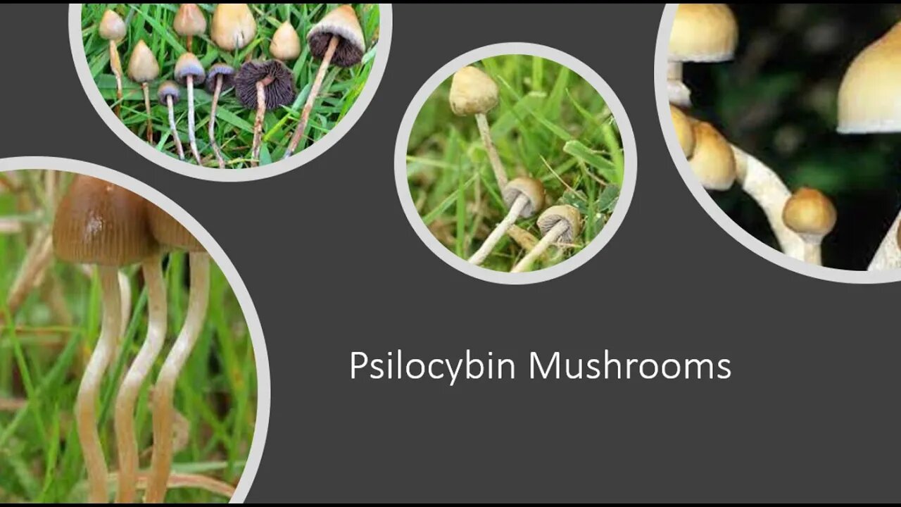 Magic Mushrooms Psilocybin Scientific Evidence