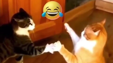 Funny cats video😹 Funniest cats and dogs😺🐶