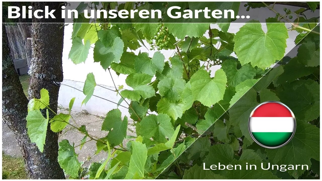 Ein Blick in unseren Garten - Leben in Ungarn